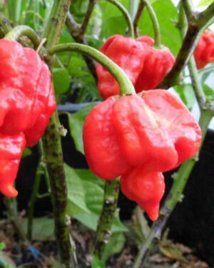 yellow accordion tomato seeds