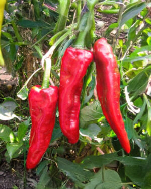 yellow accordion tomato seeds