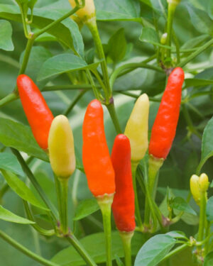yellow accordion tomato seeds