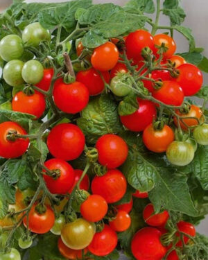 yellow accordion tomato seeds