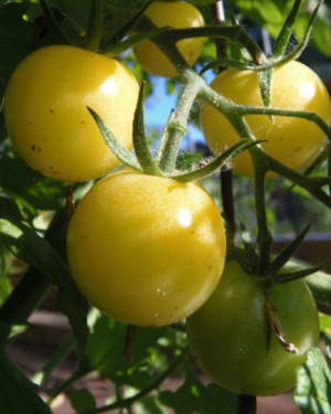 white cherry tomato seeds