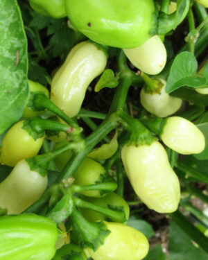yellow accordion tomato seeds