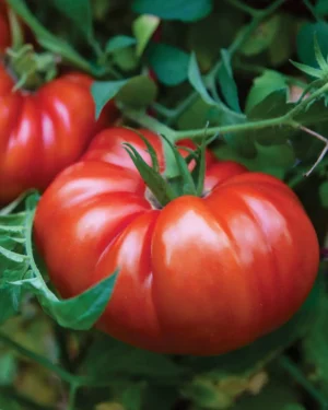 Whopper Tomato