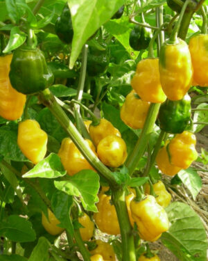 yellow accordion tomato seeds