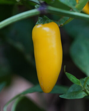 yellow accordion tomato seeds