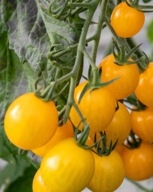 yellow accordion tomato seeds