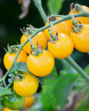 yellow accordion tomato seeds