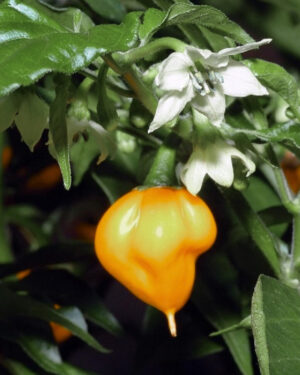 yellow accordion tomato seeds