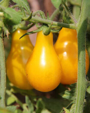 yellow accordion tomato seeds