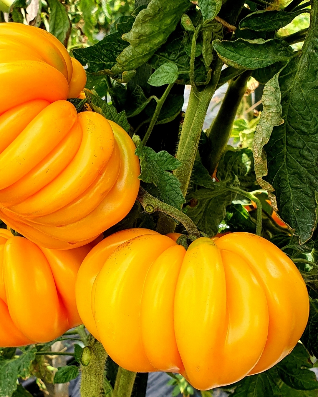 yellow accordion tomato seeds