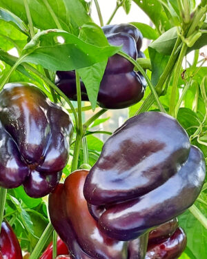 yellow accordion tomato seeds