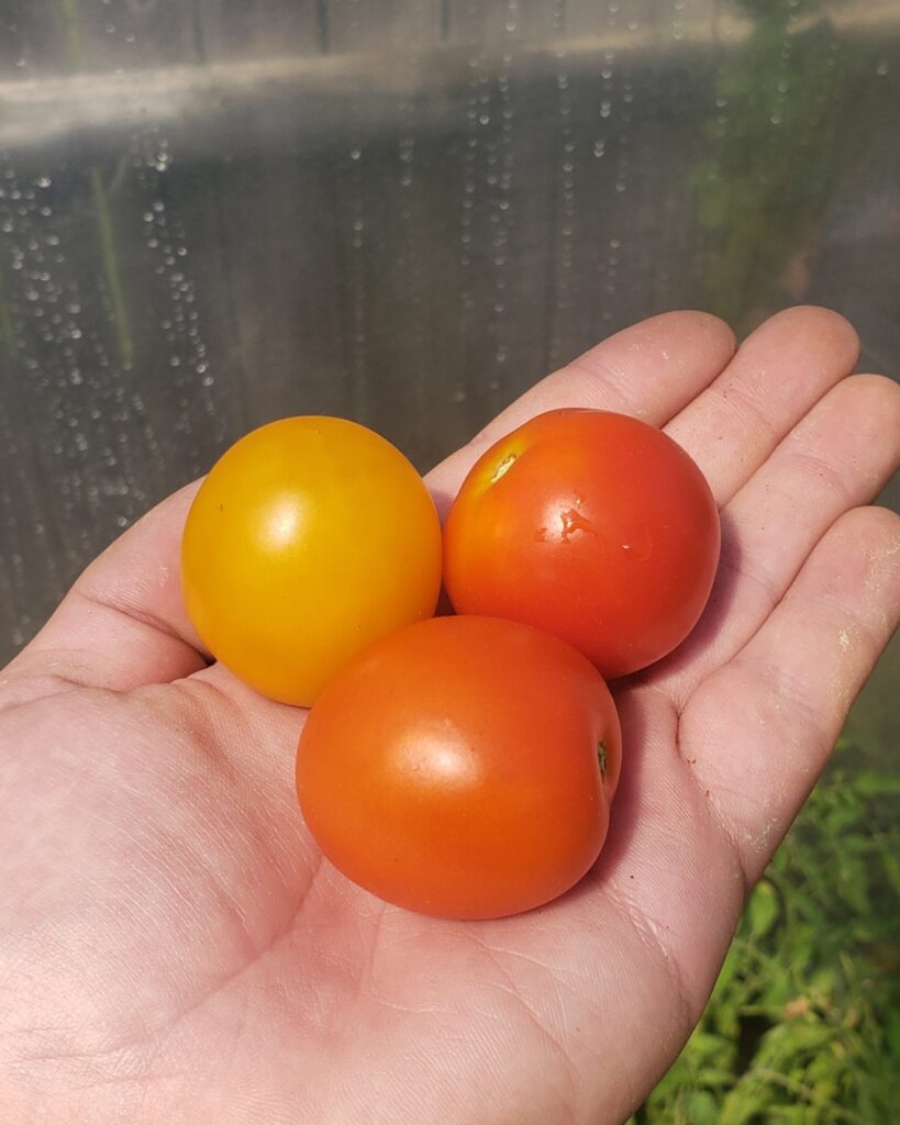 ripe tomatoes