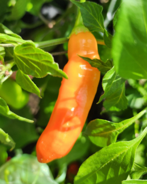 aji amarillo