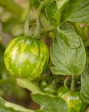 green zebra
