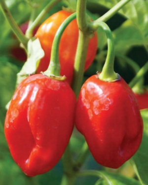 habanero red