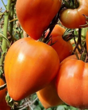 orange russian