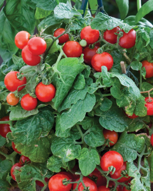 patio tomato
