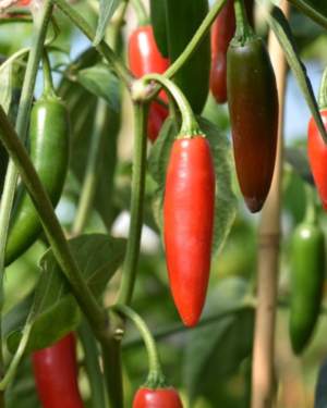 serrano